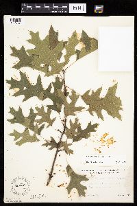 Quercus ellipsoidalis image