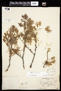 Quercus ellipsoidalis image