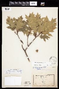 Quercus ellipsoidalis image