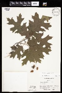 Quercus ellipsoidalis image