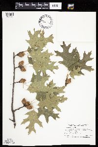 Quercus ellipsoidalis image