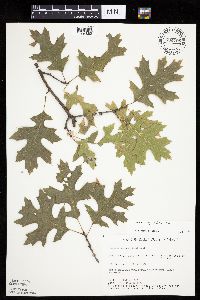 Quercus ellipsoidalis image