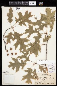 Quercus ellipsoidalis image