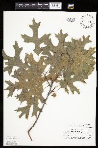 Quercus ellipsoidalis image