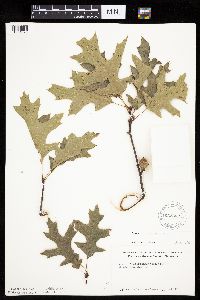 Quercus ellipsoidalis image