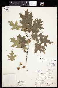 thumbnail image of current specimen