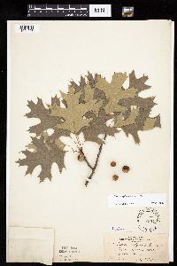Quercus ellipsoidalis image
