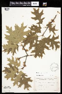 Quercus ellipsoidalis image