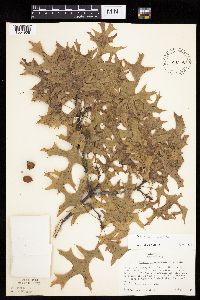 Quercus ellipsoidalis image