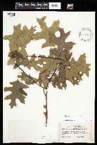 Quercus ellipsoidalis image