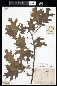 Quercus ellipsoidalis image