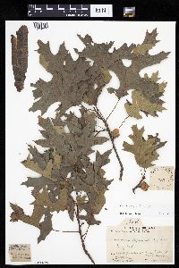 Quercus ellipsoidalis image