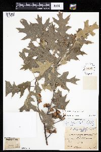 Quercus ellipsoidalis image