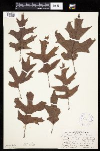 Quercus ellipsoidalis image