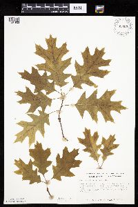 Quercus ellipsoidalis image