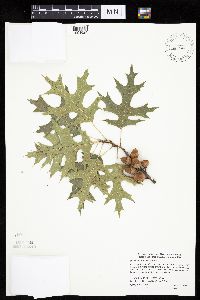 Quercus ellipsoidalis image
