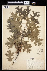 Quercus ellipsoidalis image