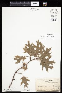 thumbnail image of current specimen