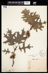 Quercus ellipsoidalis image