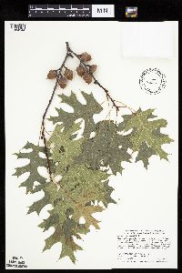 Quercus ellipsoidalis image