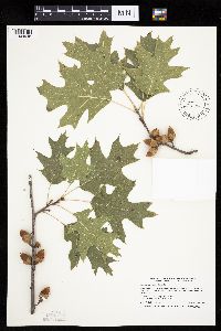 Quercus ellipsoidalis image