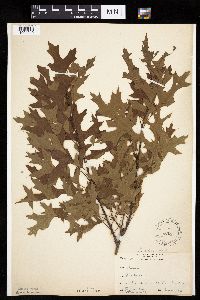 Quercus ellipsoidalis image