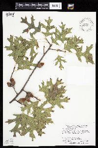 thumbnail image of current specimen
