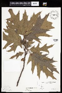 Quercus ellipsoidalis image