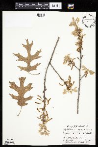 Quercus ellipsoidalis image
