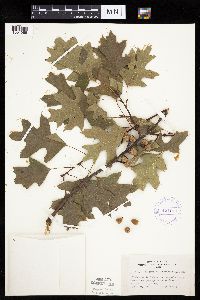 Quercus ellipsoidalis image