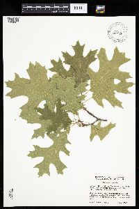 Quercus ellipsoidalis image