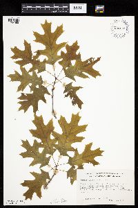 Quercus ellipsoidalis image