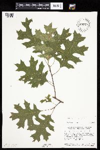 Quercus ellipsoidalis image