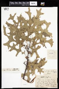 Quercus ellipsoidalis image