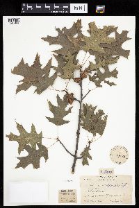 Quercus ellipsoidalis image