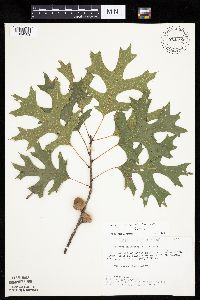 Quercus ellipsoidalis x rubra image