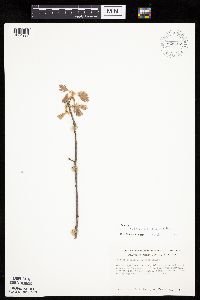 Quercus ellipsoidalis x rubra image