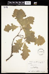 Quercus macrocarpa image