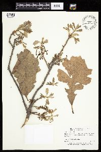 Quercus macrocarpa image