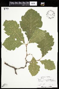 Quercus macrocarpa image