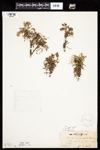 Quercus macrocarpa image