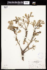 Quercus macrocarpa image