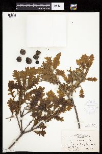 Quercus macrocarpa image