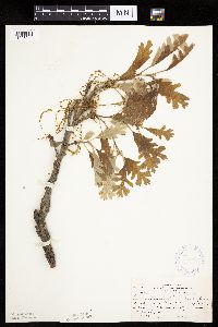 Quercus macrocarpa image