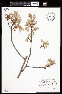 Quercus macrocarpa image