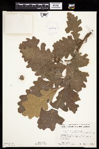 Quercus macrocarpa image
