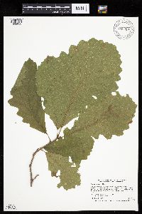 Quercus macrocarpa image