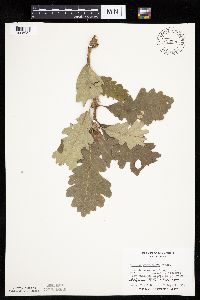 Quercus macrocarpa image