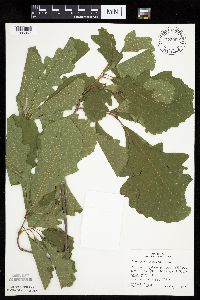 Quercus macrocarpa image