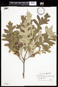 Quercus macrocarpa image